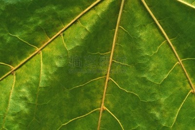 自然,抽象,纹理,空白的,留白,水平画幅,绿色,无人,格子,叶脉