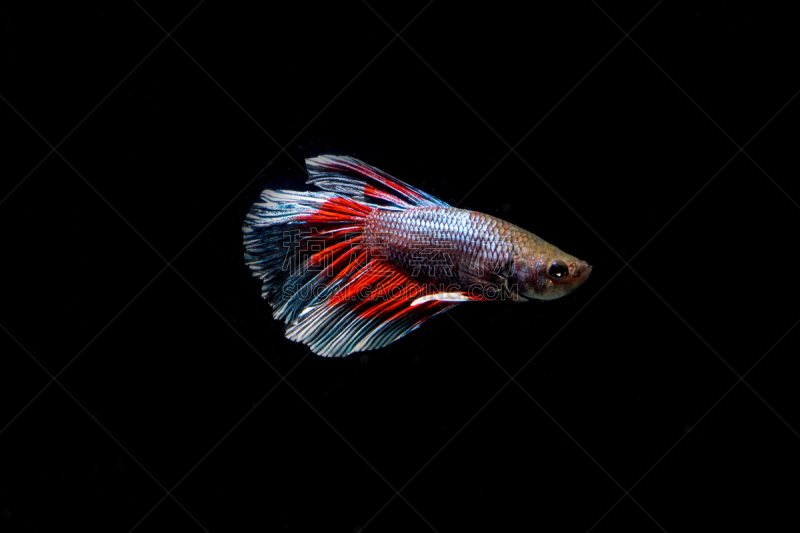 鱼类,自然,追踪器,水平画幅,蓝色,生物学,泰国,暹罗斗鱼,龙,红色