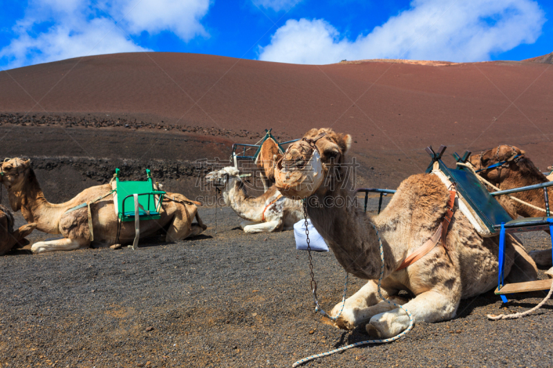 timanfaya national park,骆驼,金丝雀,兰萨罗特岛,水平画幅,大西洋群岛,旅行者,夏天,户外,特写