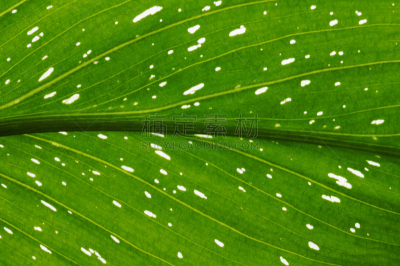 斑点,马蹄莲,动物背脊,睡莲,华丽的,半透明,自然,式样,水平画幅,绿色