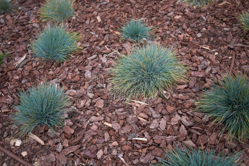 纹理效果,环境,蓝色羊茅草,草类,草,观赏草,植物,背景,户外,园艺