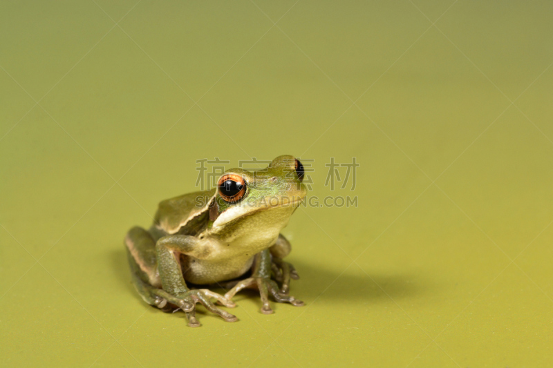 青蛙,美,野生动物,阿根廷,水平画幅,绿色,巴塔哥尼亚,动物身体部位,潘帕斯大草原,动物主题