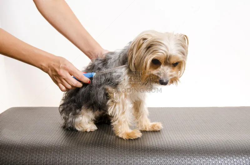 宠物美容师 手 雌性动物 可爱的 纯种犬 梗犬 肖像 狗 哺乳纲 哈巴狗图片素材下载 稿定素材