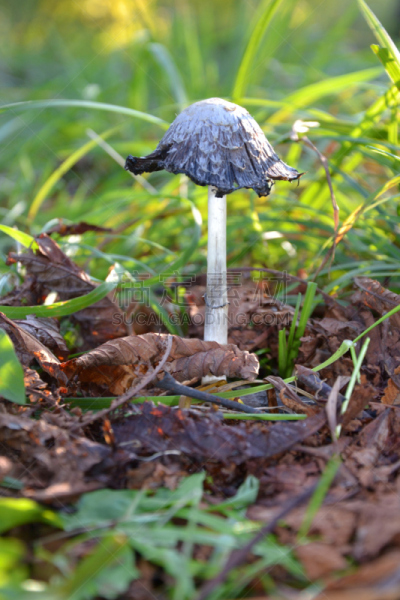 鬃毛,鸡腿菇,毛发蓬乱,垂直画幅,褐色,孢子,素食,苔藓,早晨,夏天