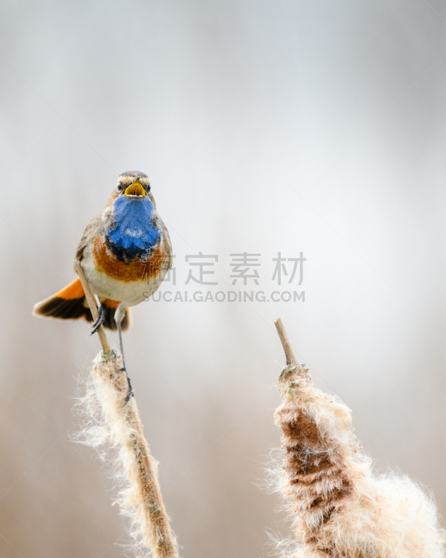 兰喉鸟,蓝点颏,自然,垂直画幅,野生动物,无人,蓝色,鸟类,芦苇,北美歌雀