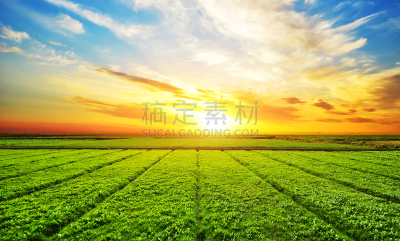 小麦,田地,日光,在上面,天空,草坪,夏天,草,气候与心情,明亮