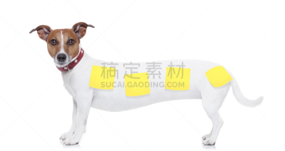 长的,狗,拉伸图像,杰克拉瑟短腿犬,腊肠犬,失真的图像,纯种犬,梗犬,背景分离,无忧无虑