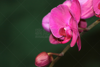 兰花,自然,美国,水平画幅,雄蕊,无人,特写,单子叶植物,花蕾,植物