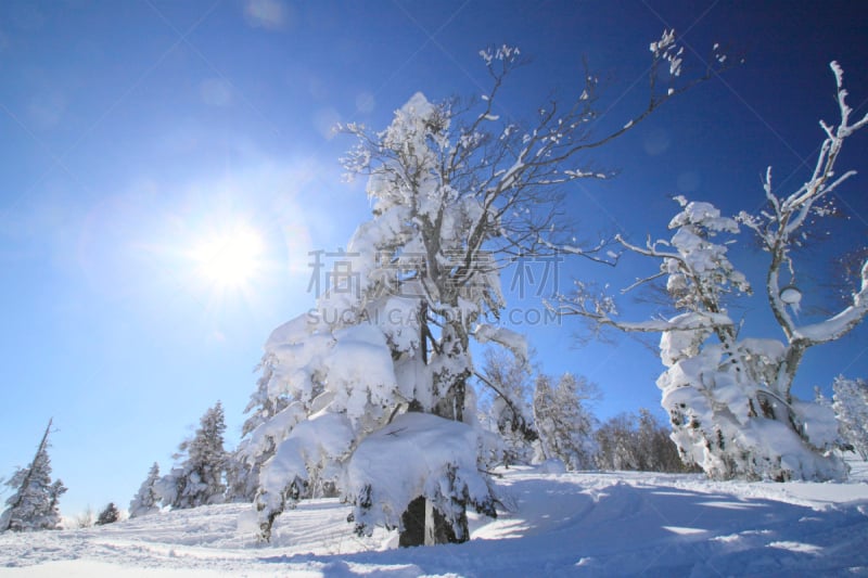 滑雪坡,八幡平市,岩手县,粉末状雪,自然,季节,冬天,图像,雪花,雪