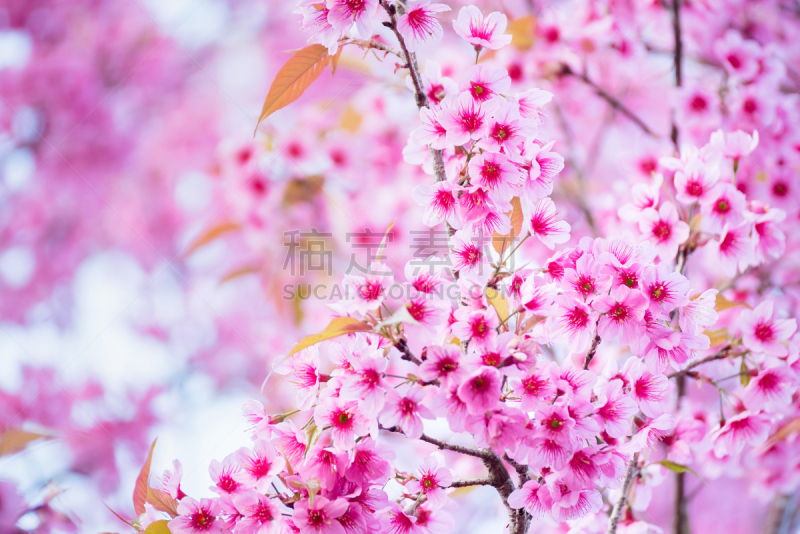 樱花,泰国,花朵,自然美,洛姆,钚,姆斯堂自治区,柔焦,樱之花,花