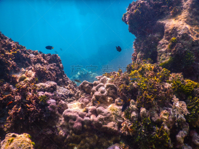 礁石,热带鱼,basslet,anthias fish,雀鲷,自然,野生动物,水平画幅,无人,蓝色