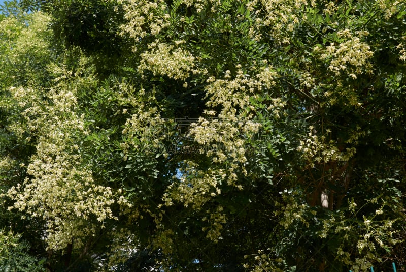 自然,公园,水平画幅,无人,花序,木瓜树,医用水蛭,夏天,特写,中医