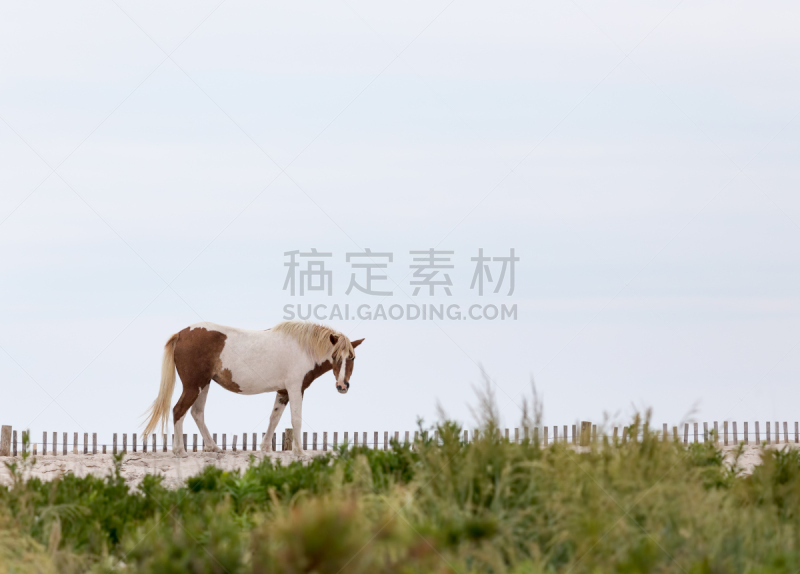 埃萨提岛,野外动物,小马,海滩,奇卡提哥岛,青可蒂格马,马里兰,维吉尼亚,公园,水平画幅