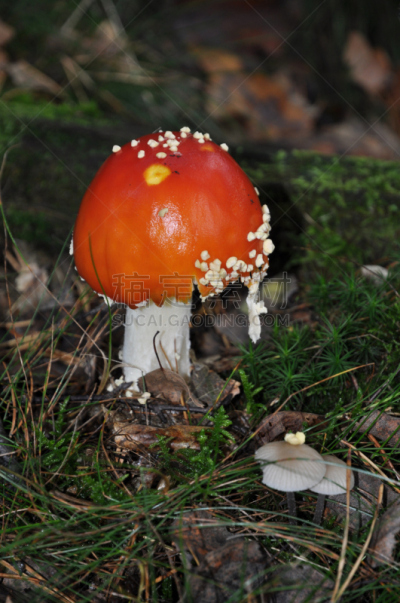 毒蝇菇,自然,自然界,秋天,垂直画幅,图像,伞形毒菌,无人,毒蘑菇,真菌