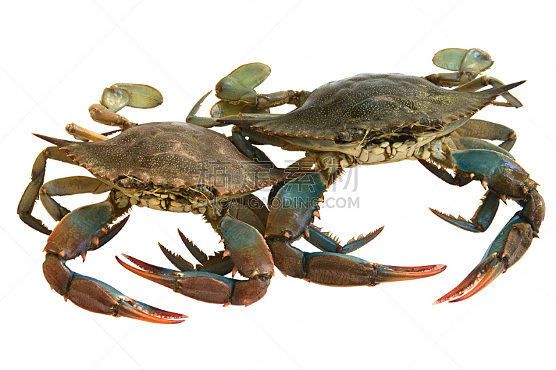螃蟹,水平画幅,动物,甲壳动物,生食,海产,背景分离,贝壳,食品,爪