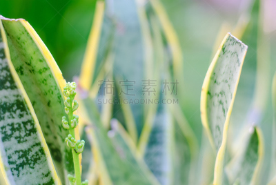 虎尾兰,美,水平画幅,形状,挖掘机车斗,草,室内植物,图像,植物,母亲