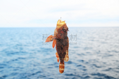 海洋,鱼类,红岩石,自然,鲑,野生动物,水平画幅,无人,大西洋,海鱼