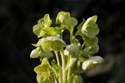 菟葵,公园,寒冷,温度,green corn lily,水平画幅,绿色,枝繁叶茂,无人,户外