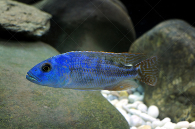 横带驼背非鲫,坦噶尼喀湖,丽体鱼,自然,水,野生动物,水平画幅,岩石,蓝色,非洲