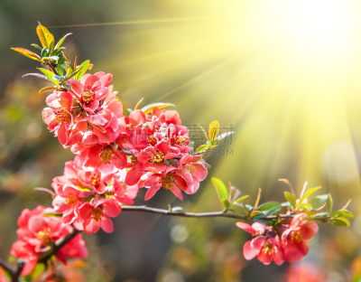 温柏,红色,花朵,留白,芳香的,水平画幅,无人,户外,特写,植物