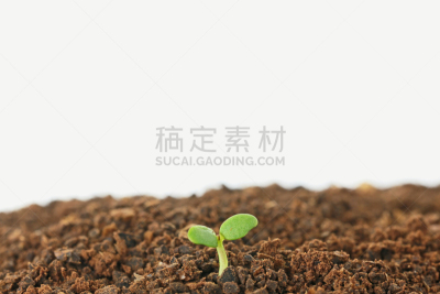 双叶区,留白,水平画幅,无人,泥土,特写,摄影