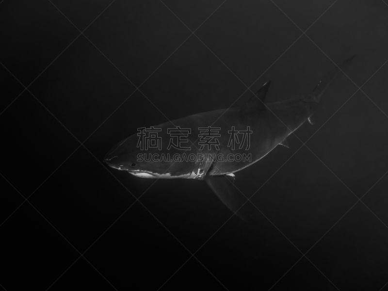 大白鲨,暗色,水,水平画幅,水肺潜水,水下,鲨鱼,拉丁美洲,动物鳍,白色