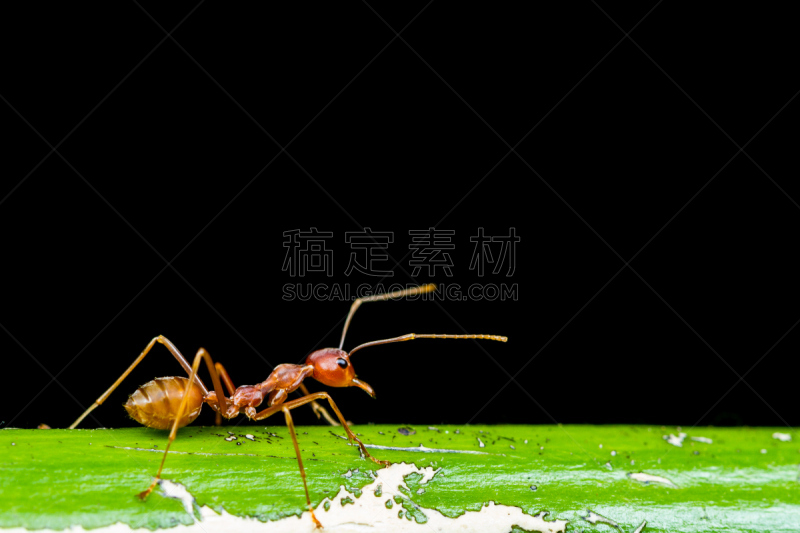 Red Ant