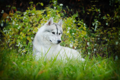 户外,雪橇犬,自然美,美,机敏,水平画幅,美人,特写,猎犬,阿拉斯加雪橇犬