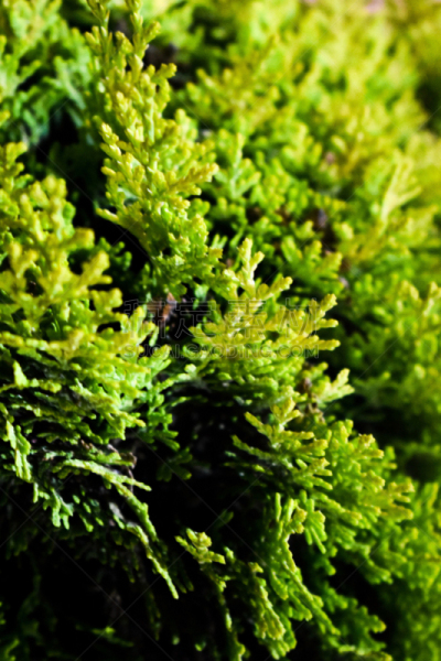 port orford cedar,扁柏属,美国崖柏属树,柏树,雪松,伊朗,垂直画幅,枝繁叶茂,四季