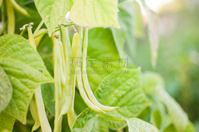黄荚种菜豆,黄色,青豆,水平画幅,无人,生食,夏天,组物体,户外,生长