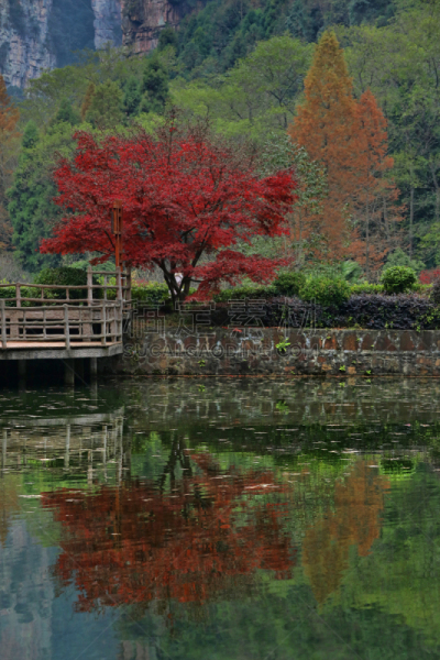 地形,中国,里面,武陵源风景名胜区,张家界,湖南省,自然,垂直画幅,水,绿色