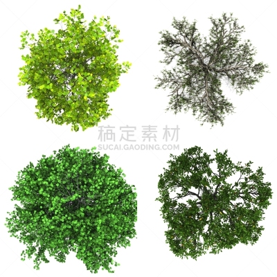 白色,季节,夏天,在上面,背景,环境,自然,图像,背景分离,方形画幅