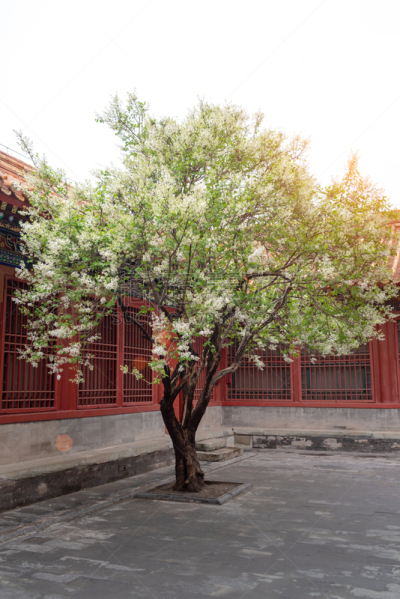 传统,花朵,梨树,庭院,华丽的,梨,公园,涂料,3到4个月,植物