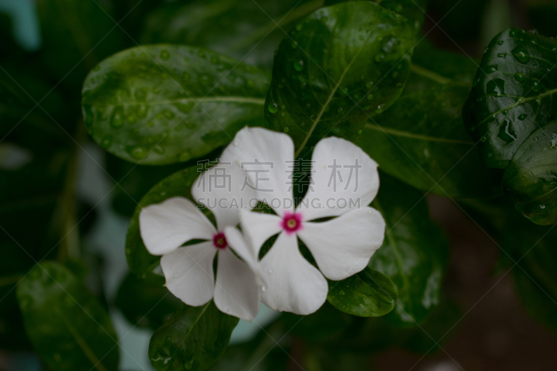 花园城市,庭院,阿根廷,水平画幅,无人,飞溅的水滴,户外,蔬菜叶,摄影,花