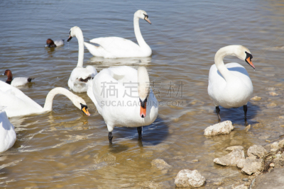 湖,天鹅,水,美,水平画幅,优美,鸟类,纯净,户外,俄罗斯