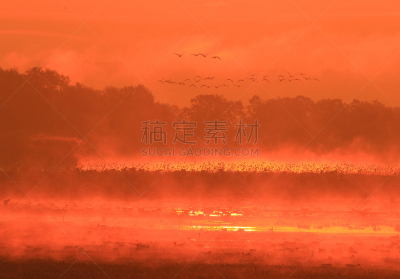 早晨,izunuma,水,天空,水平画幅,无人,鸟类,野外动物,沼泽,户外