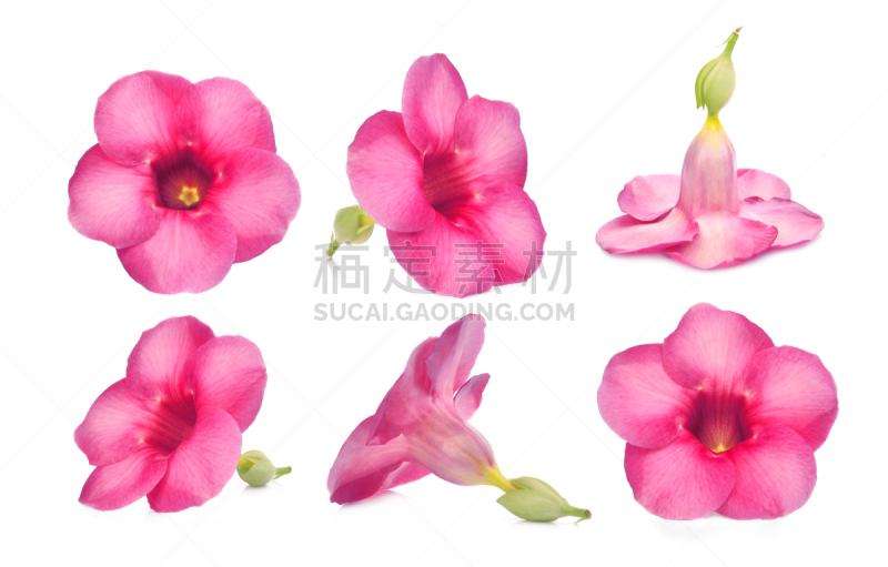 软枝黄蝉,白色背景,分离着色,粉色,自然美,美,水平画幅,樱花,樱桃,夏天