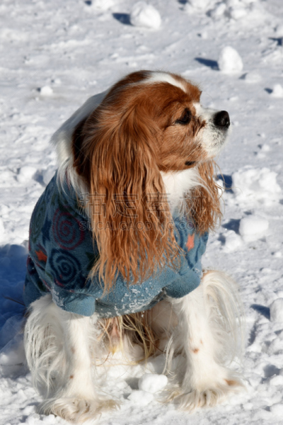 雪,小狗,布伦海姆宫,查理王小猎犬,垂直画幅,户外,哈巴狗,白色,冬天,动物