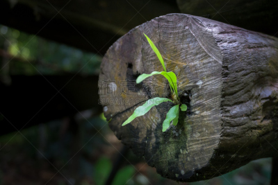 植物,幼小动物,兰花,自然,水平画幅,绿色,枝繁叶茂,无人,苔藓,原生动物