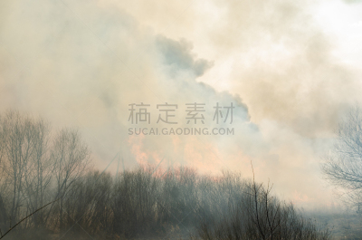 黑色,草,烟,火,火焰,力量,芦苇,田园风光,户外,夏天