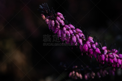 自然,石南花,特写,清新,自然界的状态,环境,色彩鲜艳,蜂蜜,春天,植物