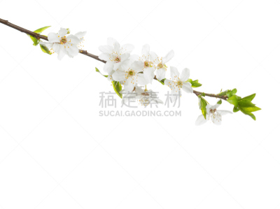 樱桃,李子,枝,白色背景,分离着色,花朵,花蕾,荧光灯,半成熟乳酪.,美