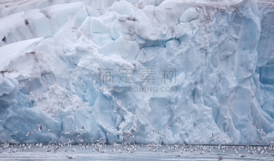 冰河,围墙,水,气候,水平画幅,雪,鸟类,水下,白色,从容态度