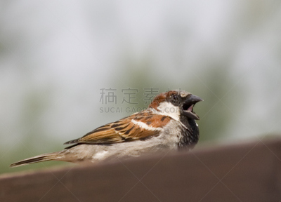 巨大的,动物嘴,叉状舌,家麻雀,鸟鸣声,选择对焦,水平画幅,无人,噪声,鸟类