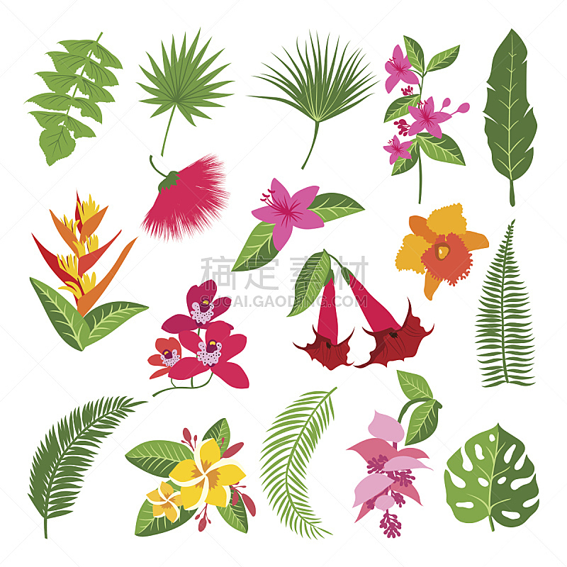 绘画插图,热带气候,植物学,叶子,矢量,热带的花,美,艺术,夏天,计算机制图