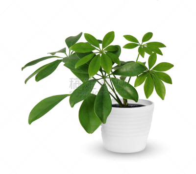 室内植物,白色,盆栽植物,幼小动物,分离着色,在上面,Queensland Umbrella Tree,树苗,正面视角,水平画幅
