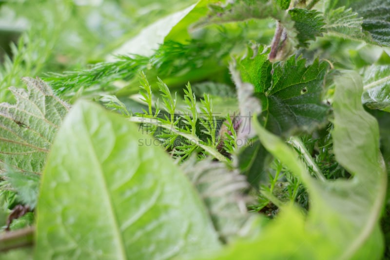 野生植物,草本,山萝卜,龙蒿,水平画幅,百里香,草药,中间部分,植物,蒲公英