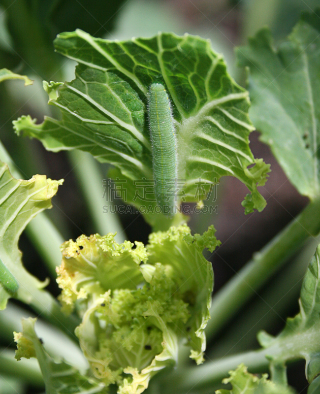 cabbage worm,自然,垂直画幅,美国,绿色,十字花科,无人,毛虫,北美,甘蓝