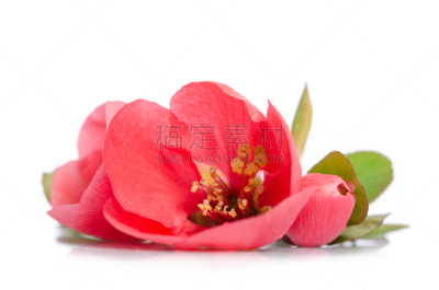 花蕾,自然美,珊瑚,白色背景,美,水平画幅,茶花,无人,桃,动物身体部位