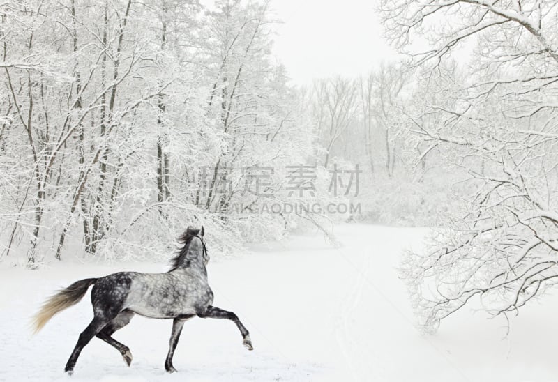 冬天,安达卢西亚,灰发,马,天空,休闲活动,雪,动物身体部位,伍德斯托克,伍德斯托克音乐节